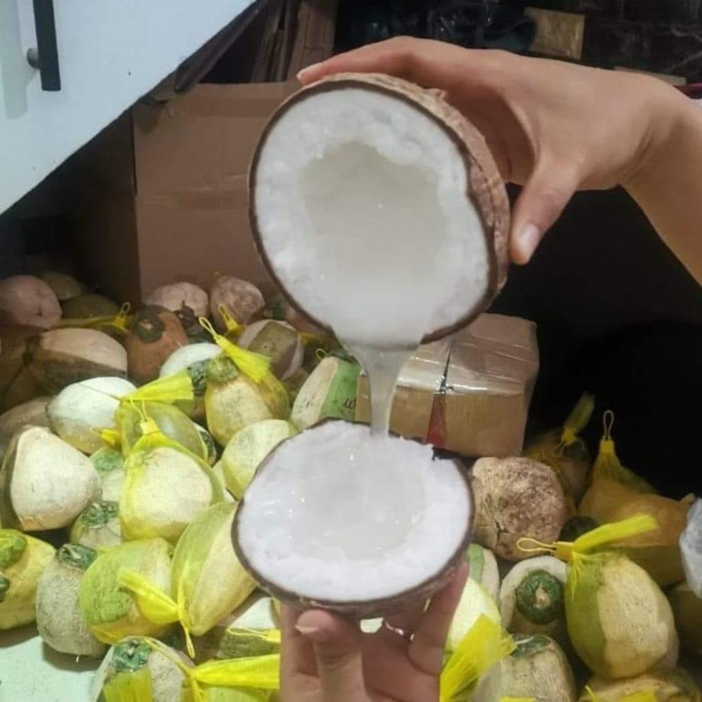 Dừa sáp size đại